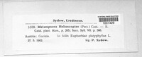Melampsora euphorbiae image